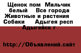Щенок пом. Мальчик белый  - Все города Животные и растения » Собаки   . Адыгея респ.,Адыгейск г.